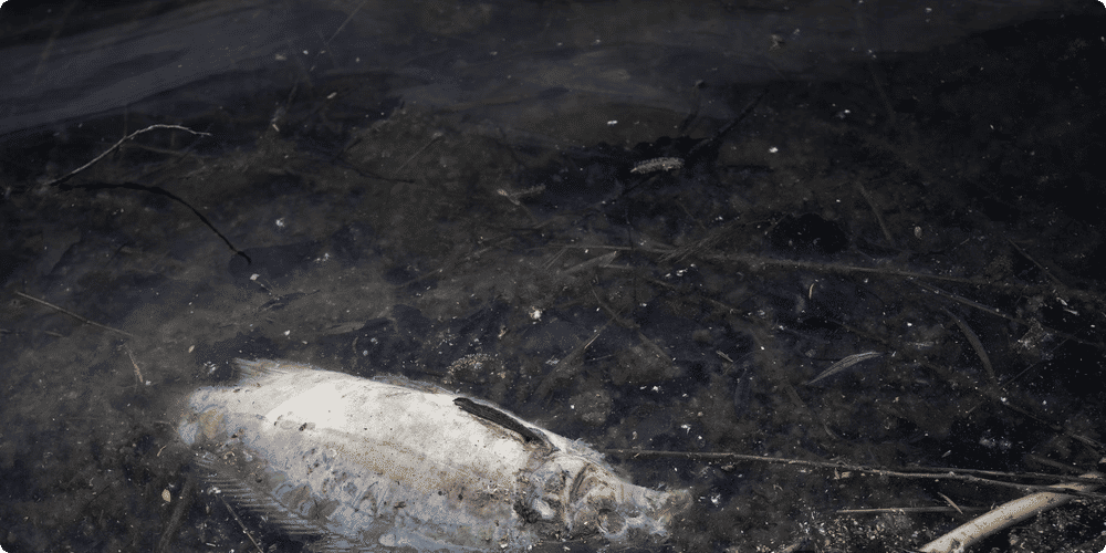 Comportement respectueux de l'environnement